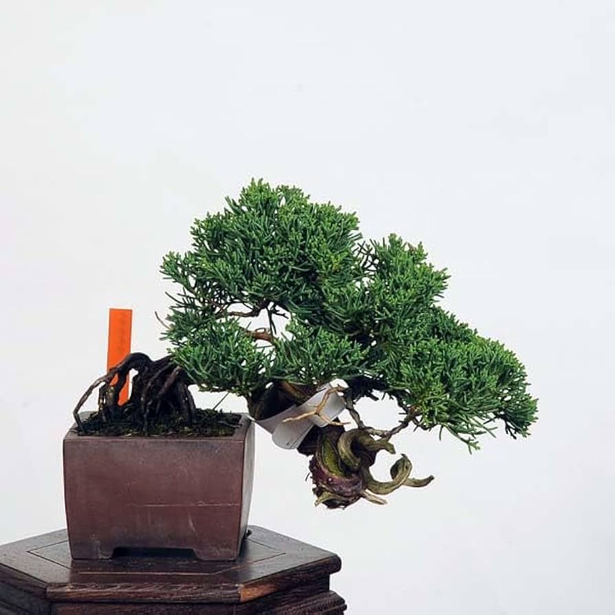 ワイヤーアート　盆栽　真柏風 Bonsai シンパク ワイヤーアート 盆栽 真柏風 Bonsai シンパク
